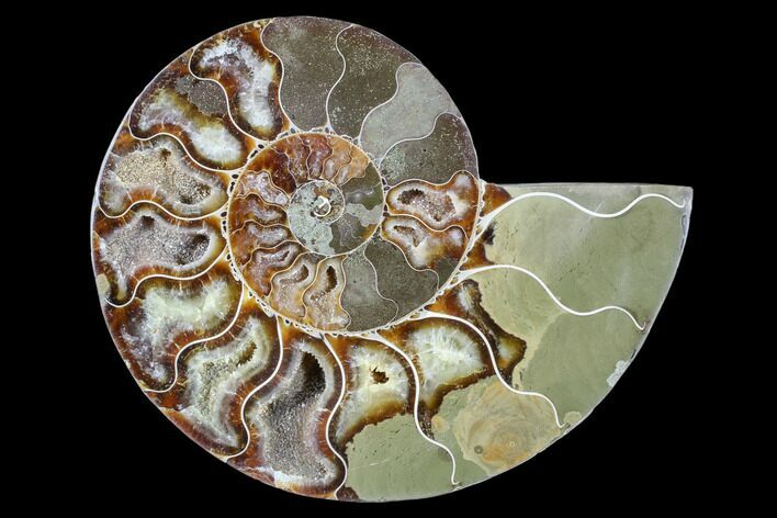 Agatized Ammonite Fossil (Half) - Madagascar #88249